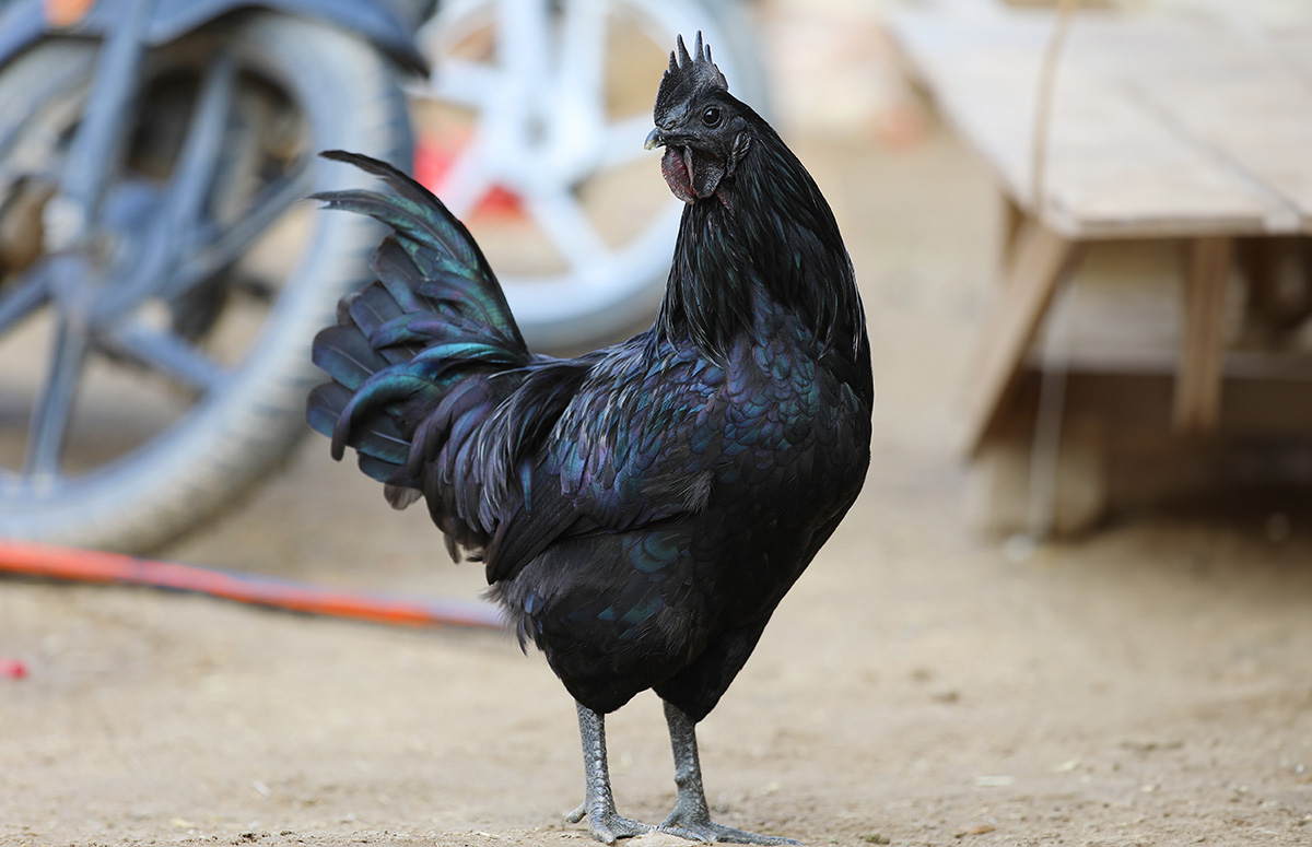 Kadaknath Chicken — black meat chicken