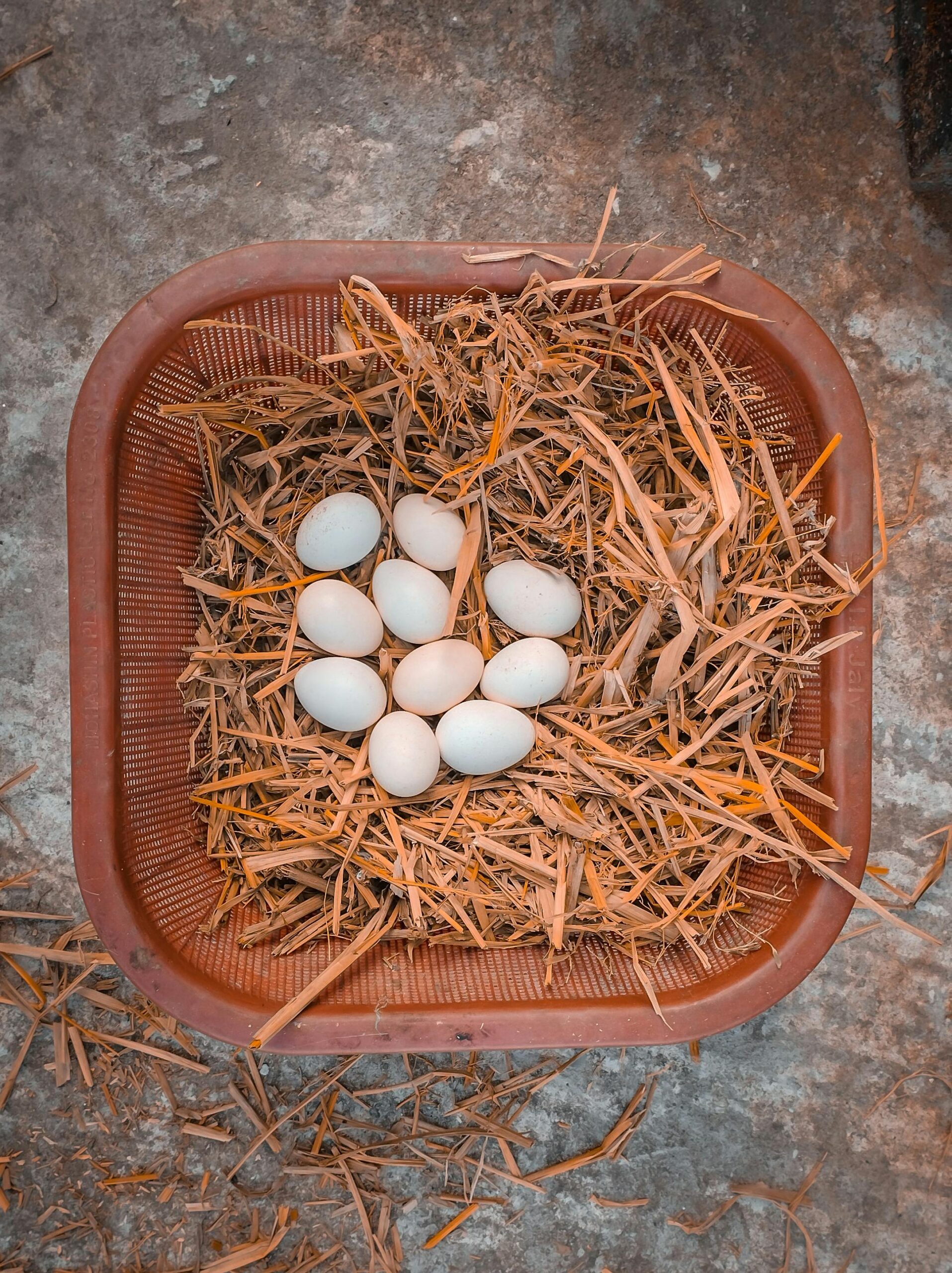Country Chicken Eggs — organic free-range eggs