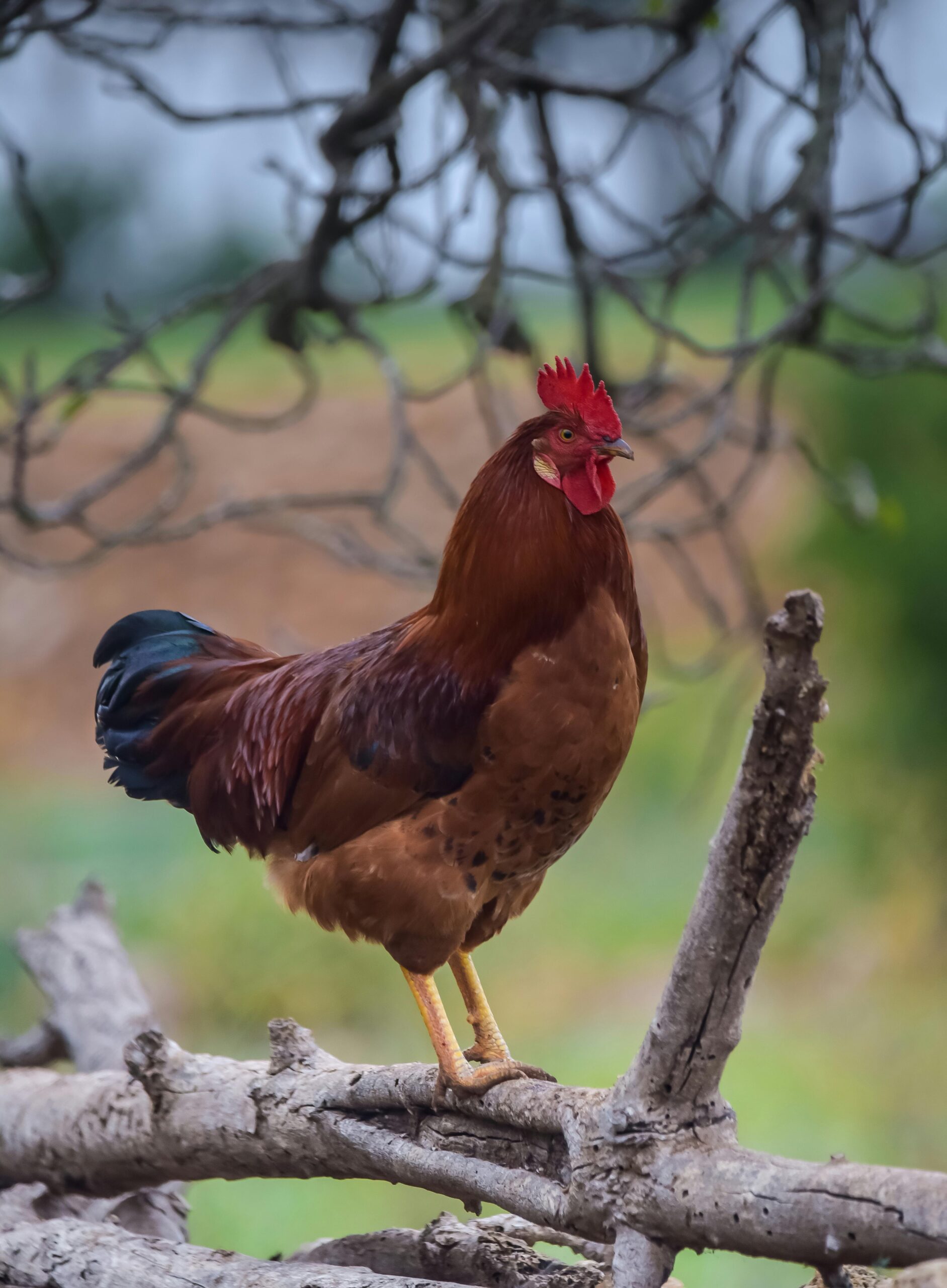 Country Chicken — Natu Kodi