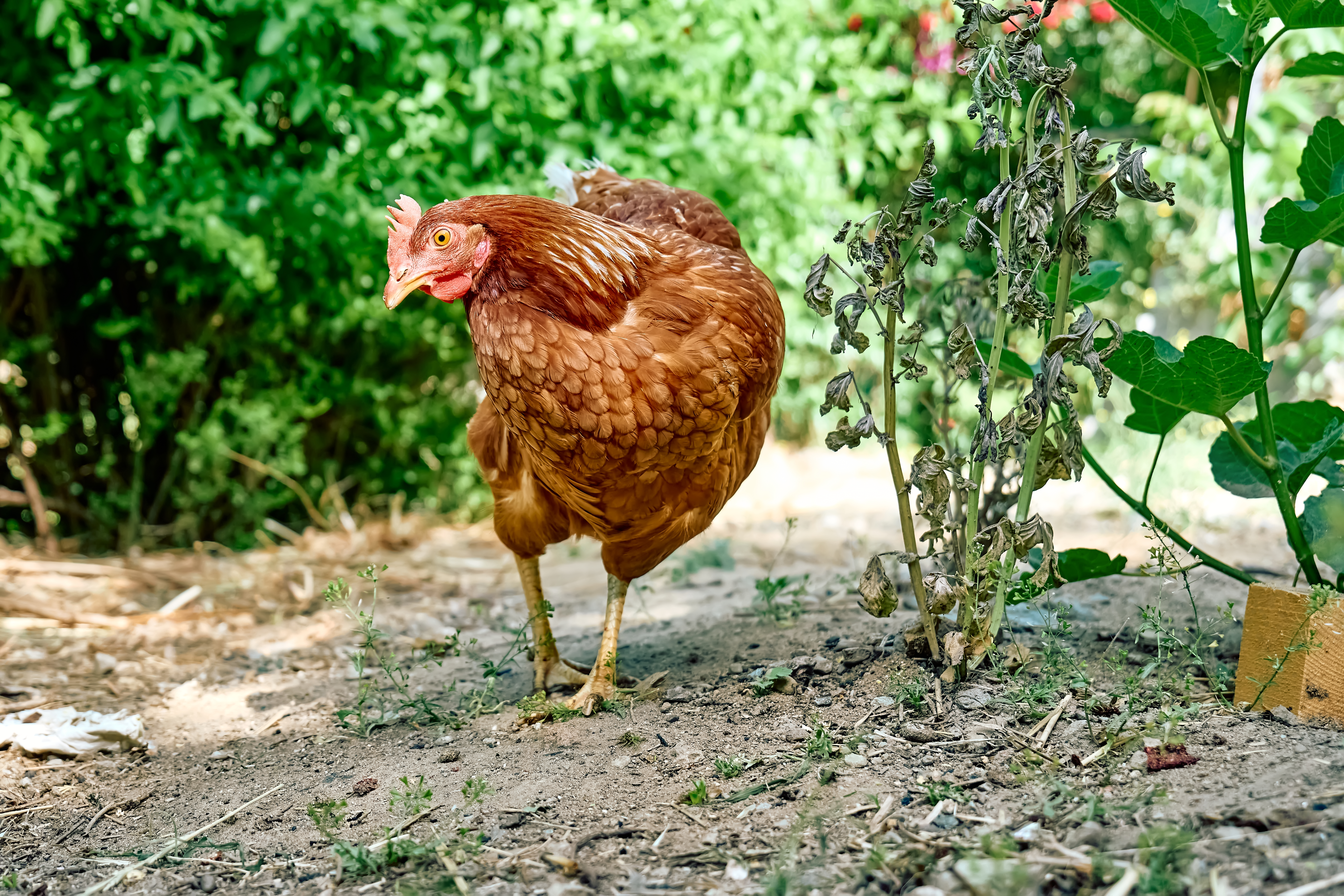 Country Chicken - POULTRY for sale in Hyderabad - Free-range farm fresh poultry from Vihari Farms