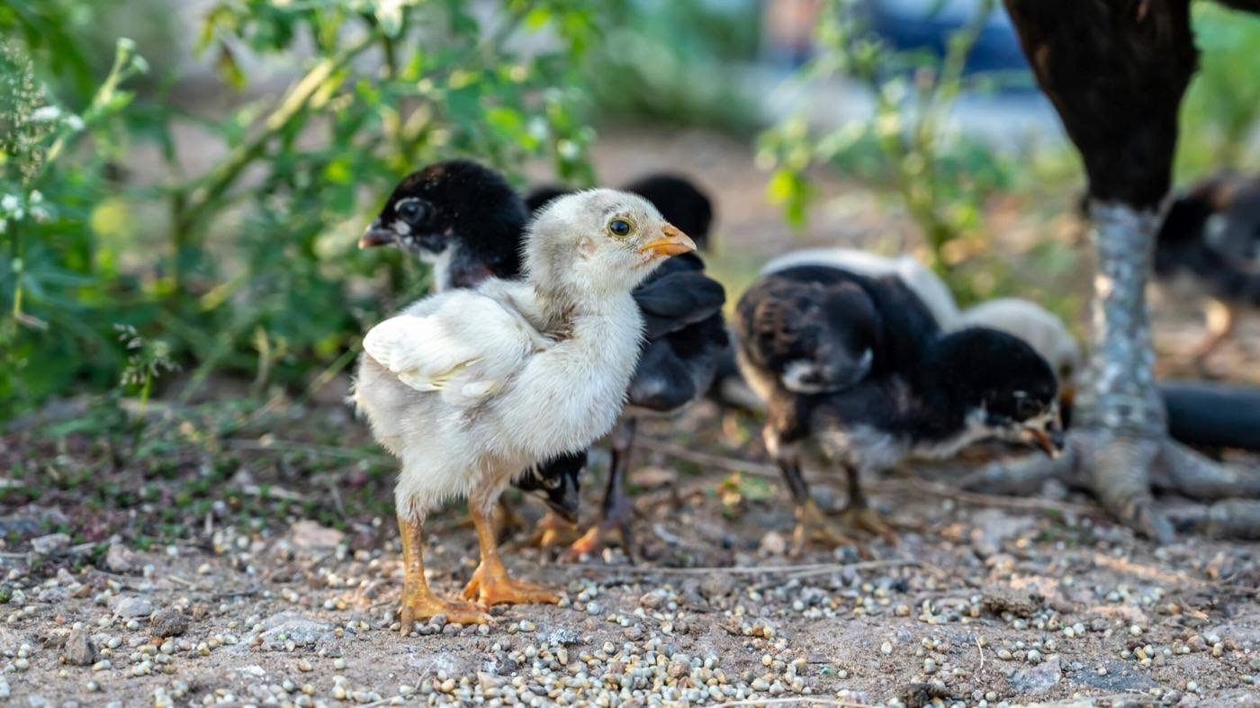 Country Chicks — free-range farm fresh chicks from Vihari Farms in Hyderabad