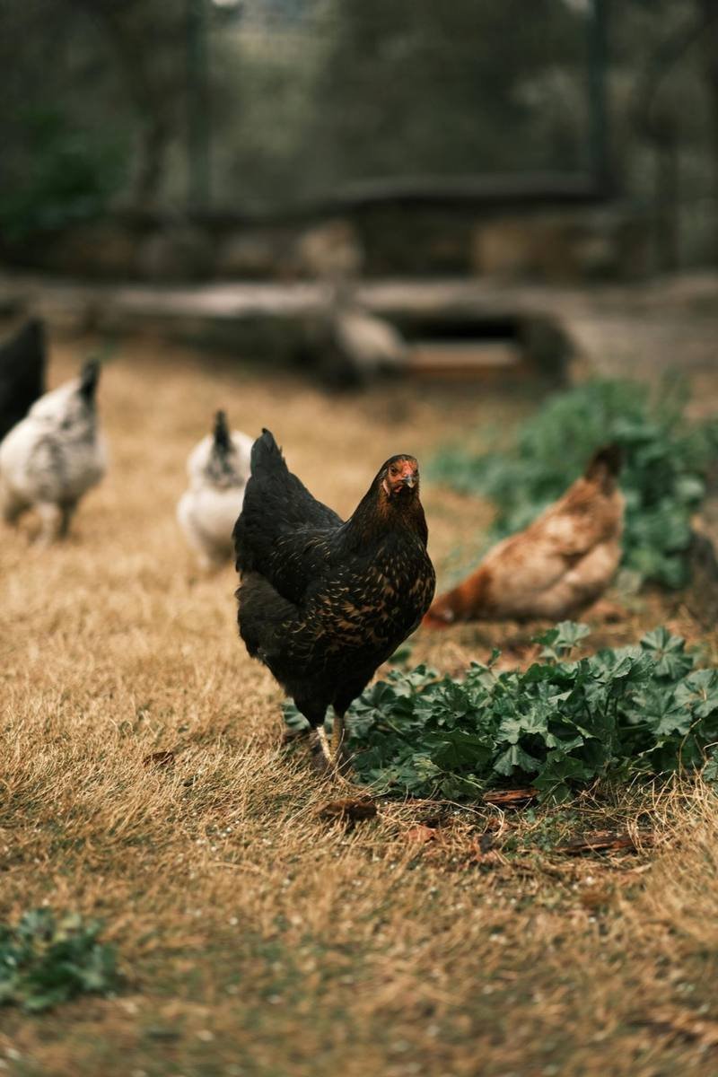 Country Chicken — free-range farm fresh poultry from Vihari Farms in Hyderabad