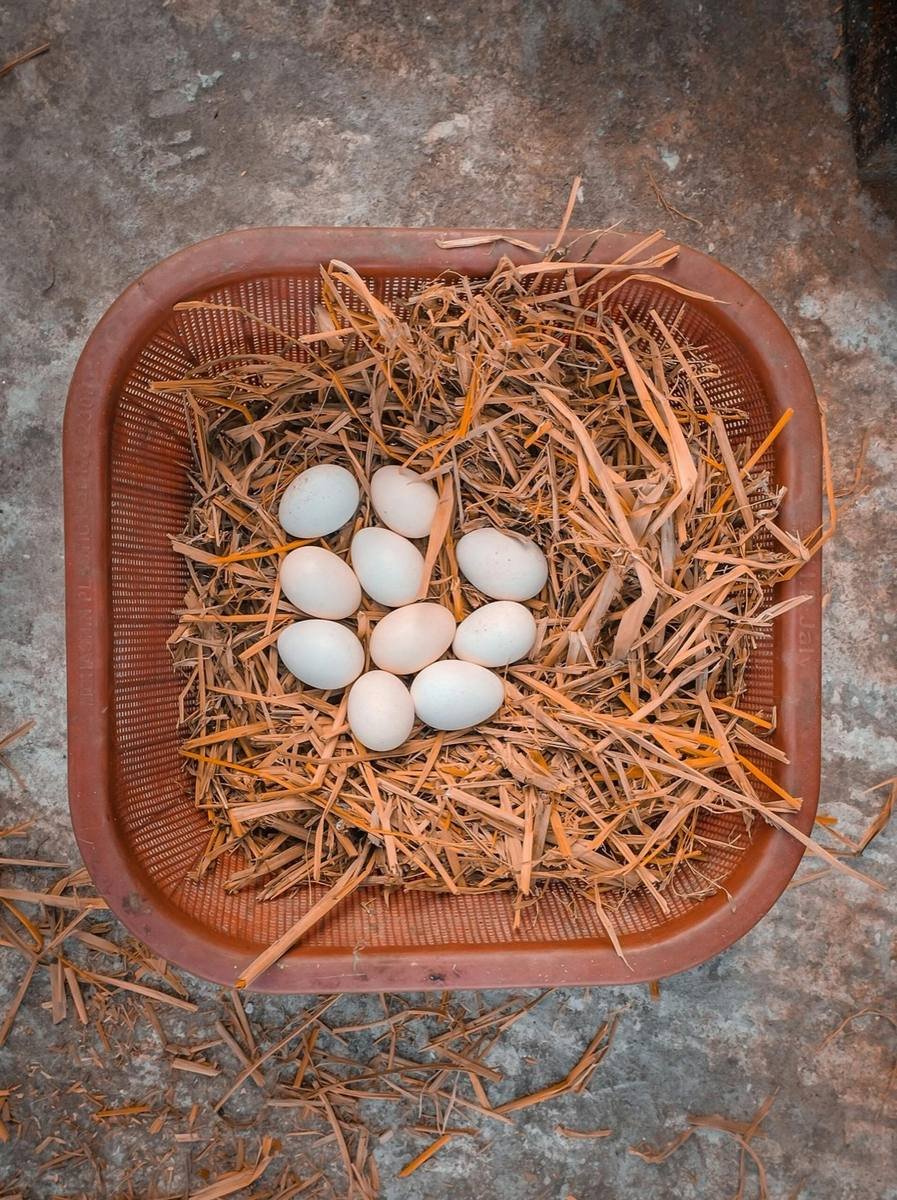 Country Chicken Eggs — free-range farm fresh eggs from Vihari Farms in Hyderabad