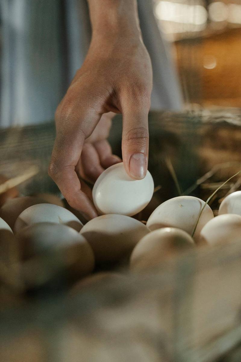 Kadaknath Chicken Eggs — free-range farm fresh eggs from Vihari Farms in Hyderabad