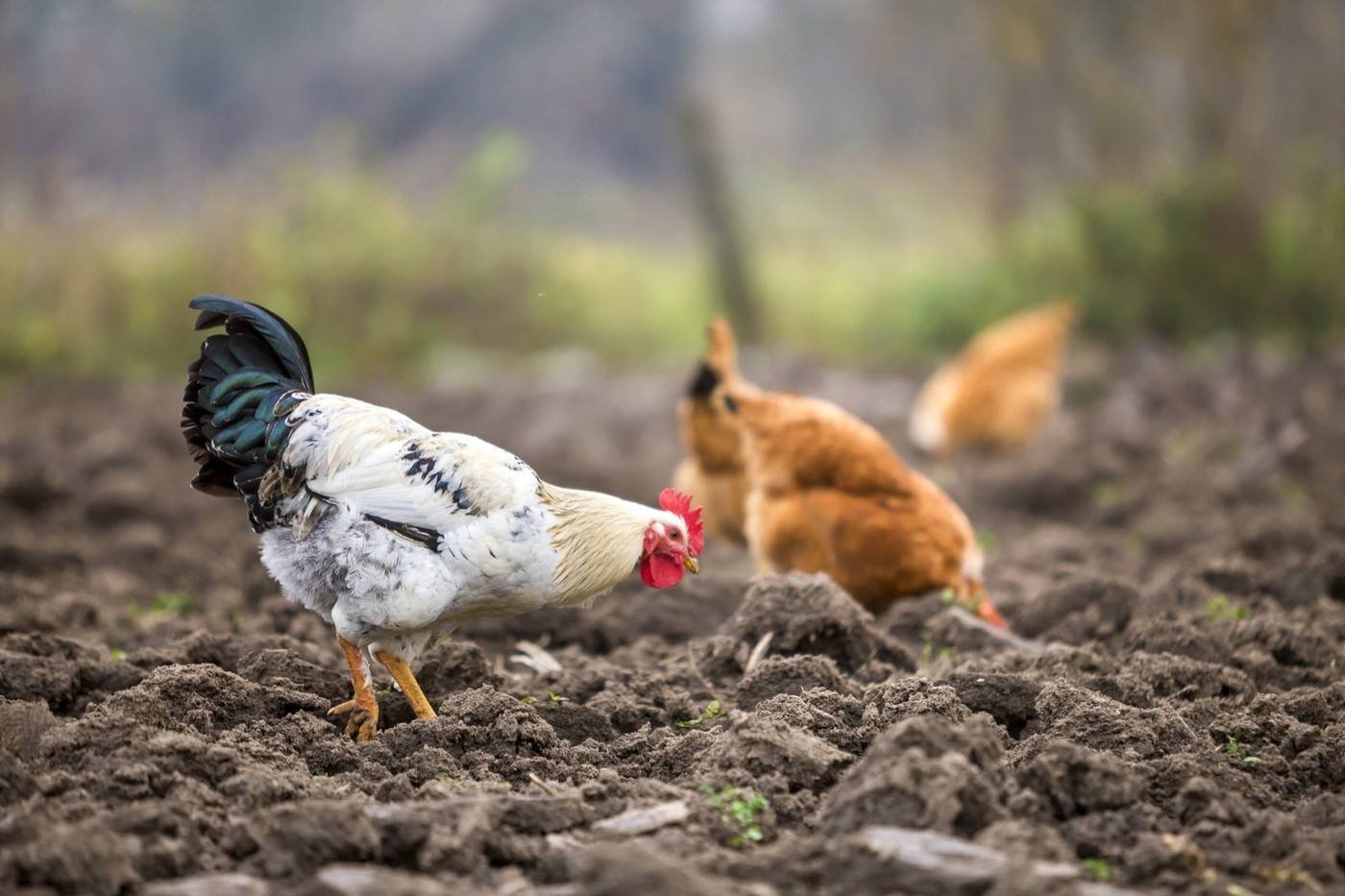Country Rooster — free-range farm fresh poultry from Vihari Farms in Hyderabad