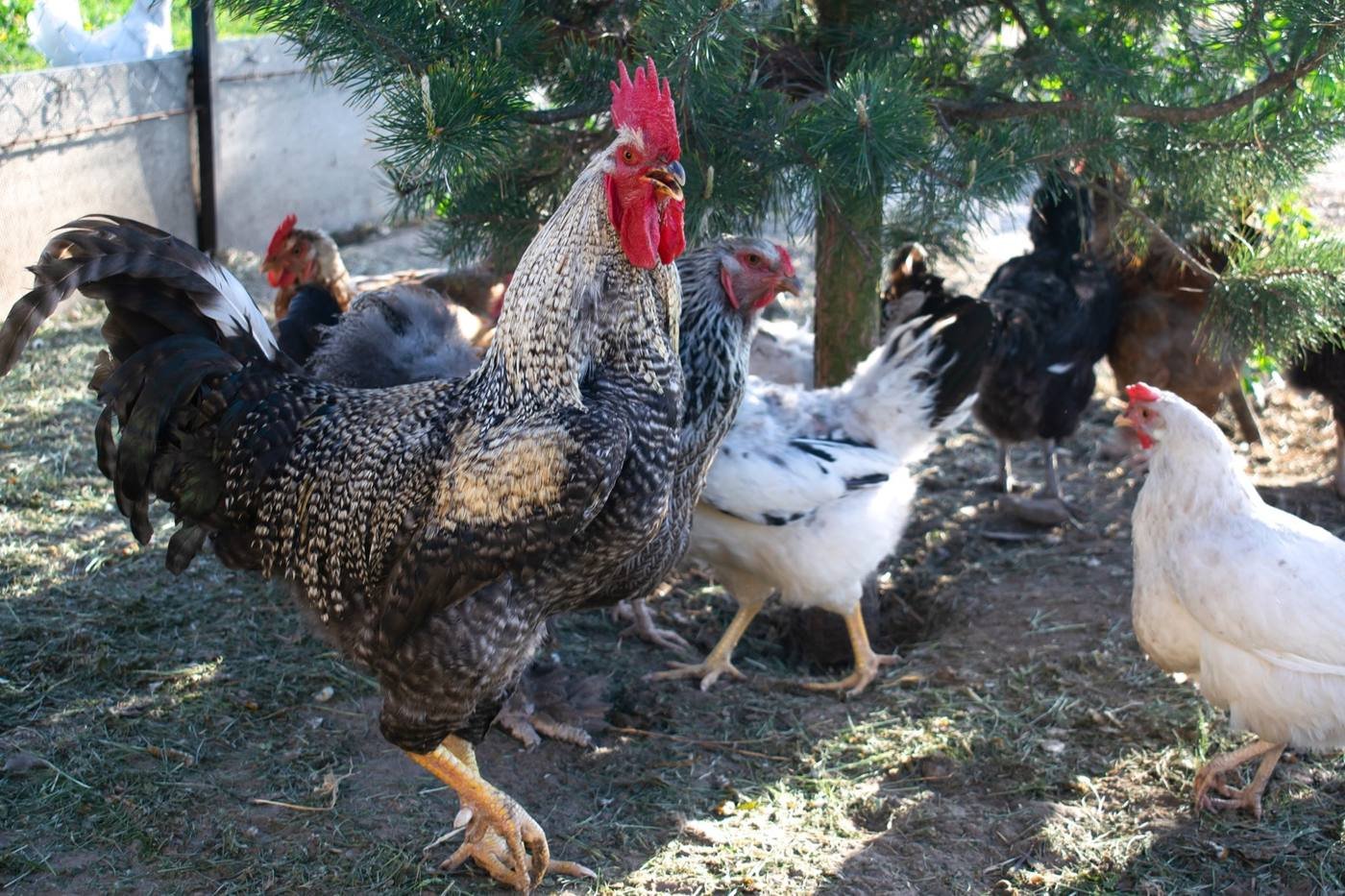 Country Rooster — free-range farm fresh poultry from Vihari Farms in Hyderabad