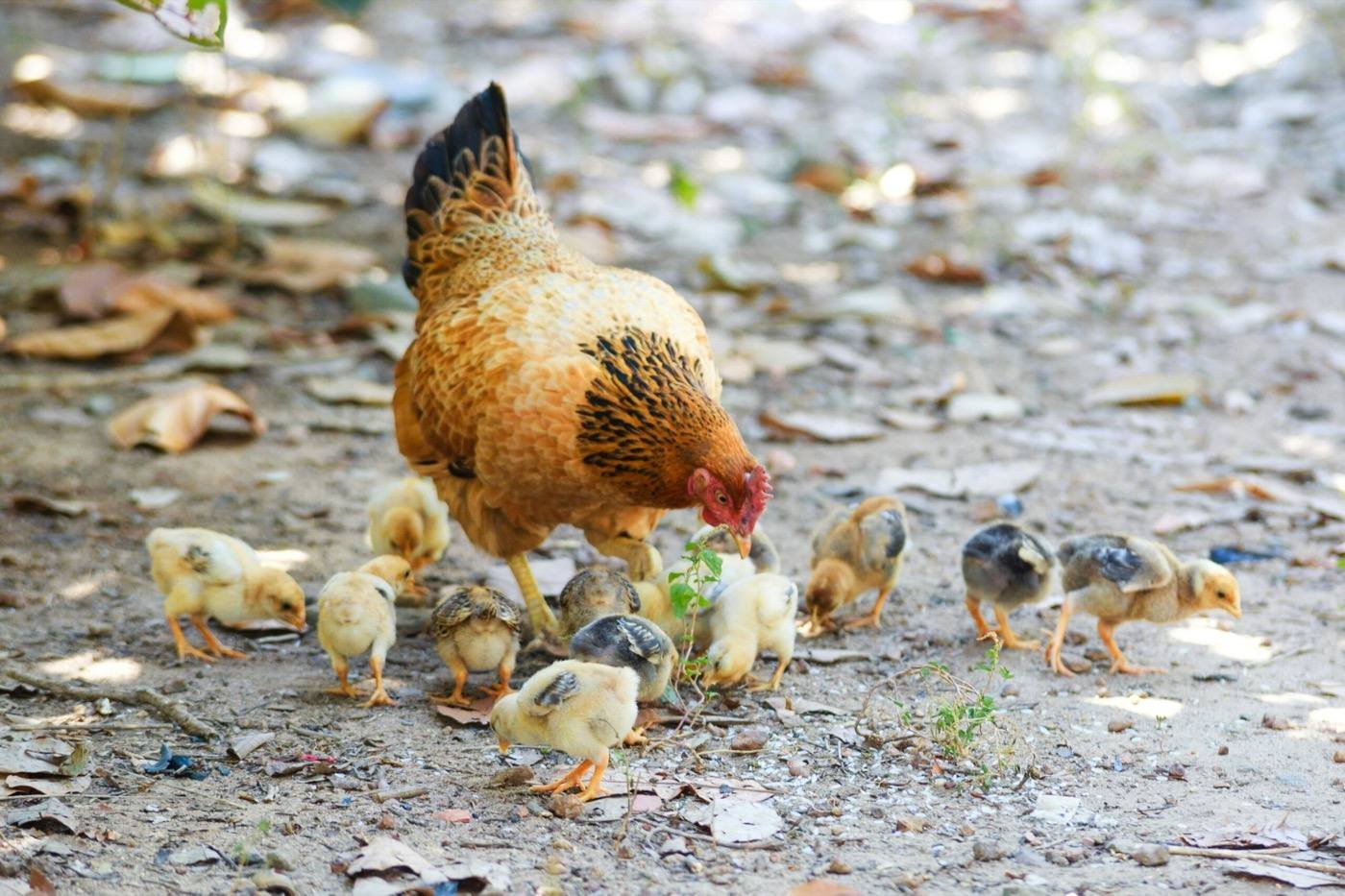 Vihari Farms — free-range hens roaming naturally on our organic farm