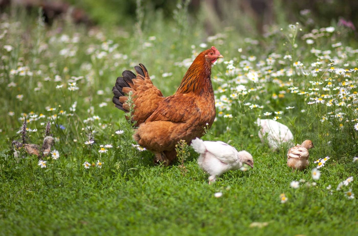 Vihari Farms — free-range poultry with chicks in their natural habitat