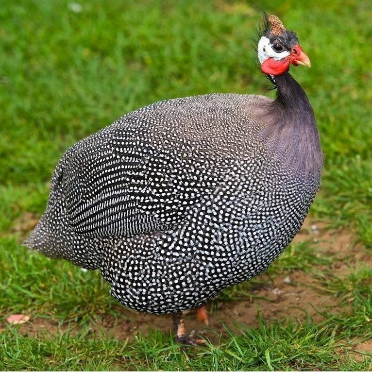 Guinea Fowl — free-range farm fresh poultry from Vihari Farms in Hyderabad
