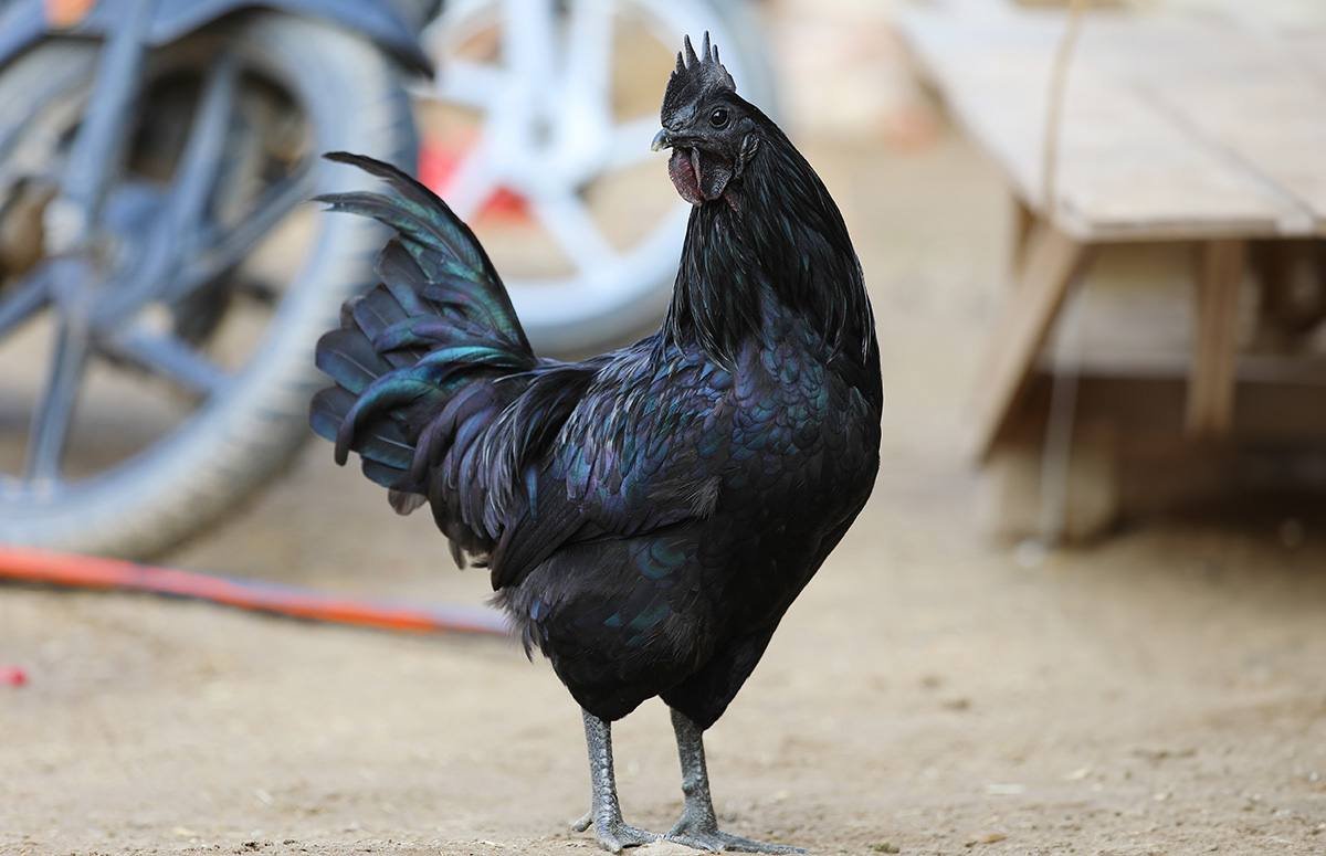 Kadaknath Chicken — free-range farm fresh poultry from Vihari Farms in Hyderabad