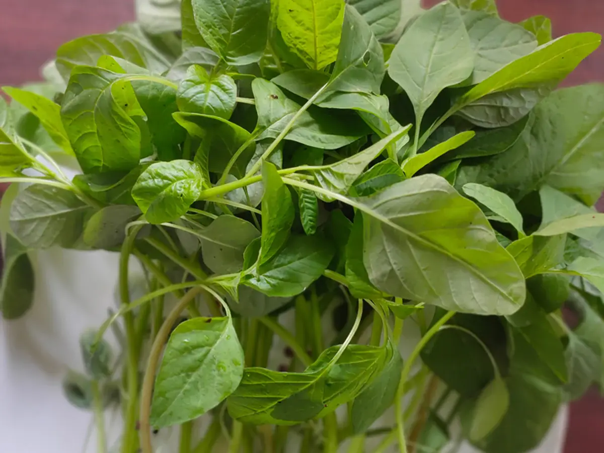 Organic Amaranth — free-range farm fresh leafy greens from Vihari Farms in Hyderabad