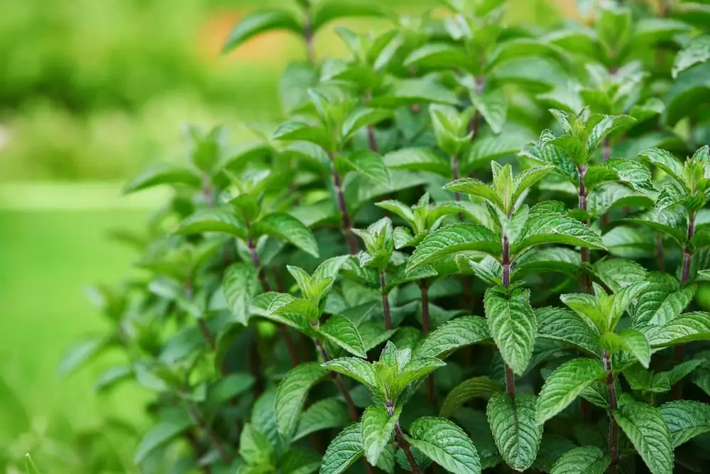 Organic Mint — free-range farm fresh leafy greens from Vihari Farms in Hyderabad