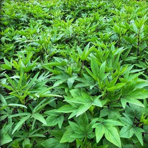 Organic Sorrel — free-range farm fresh leafy greens from Vihari Farms in Hyderabad