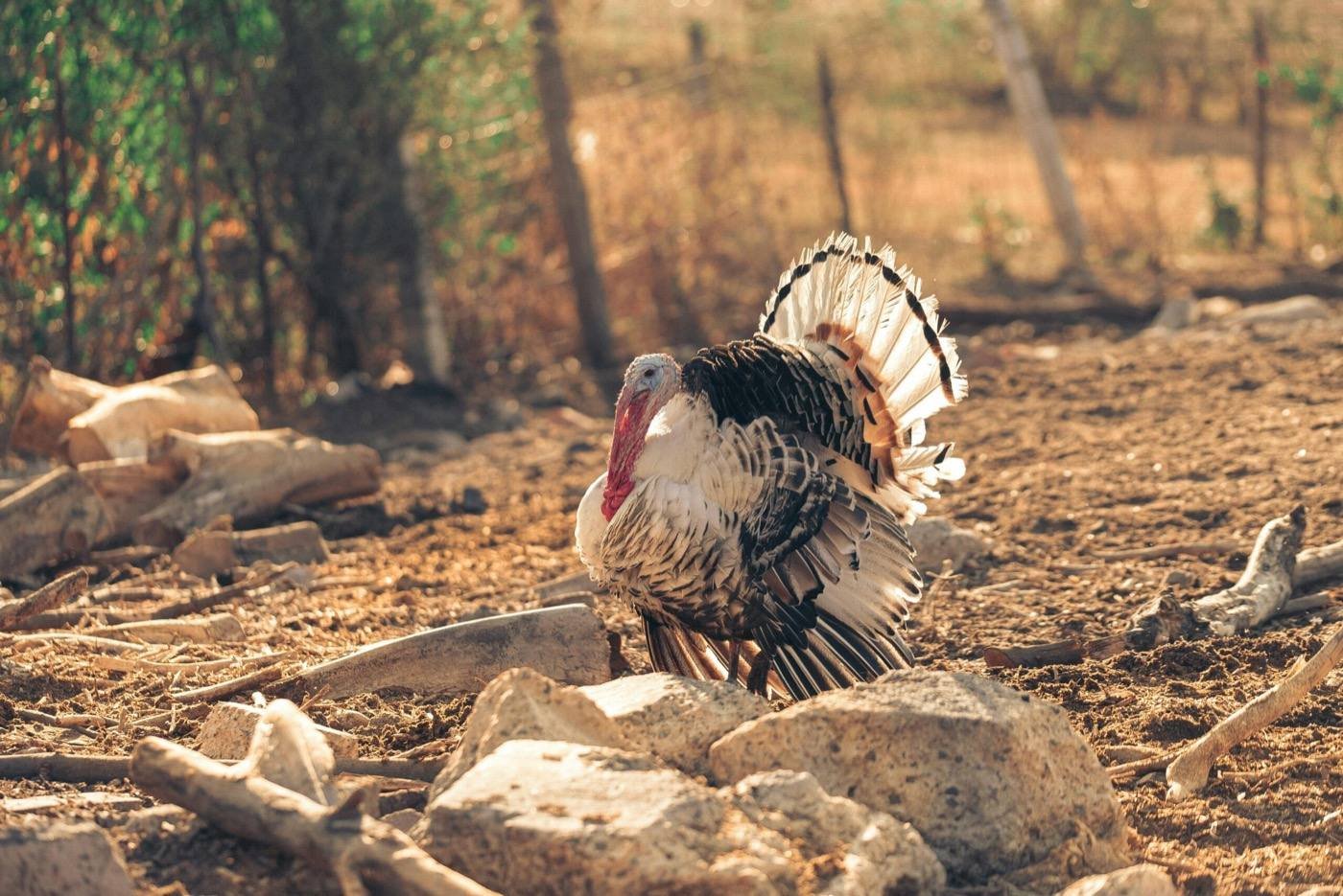 Turkey — free-range farm fresh poultry from Vihari Farms in Hyderabad