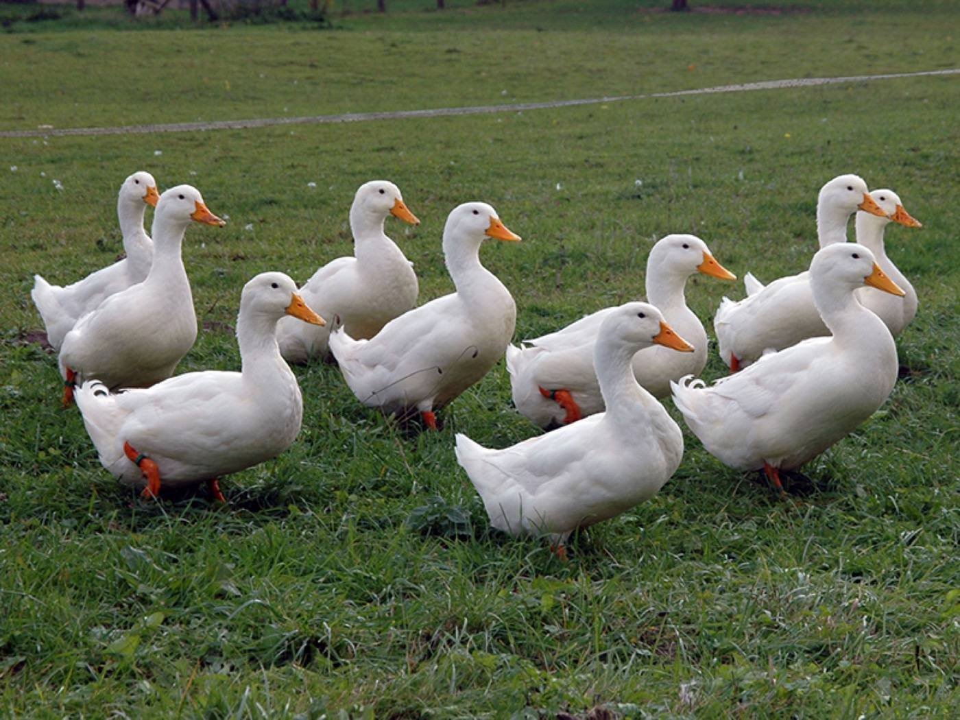 White Pekin Ducks — free-range farm fresh poultry from Vihari Farms in Hyderabad