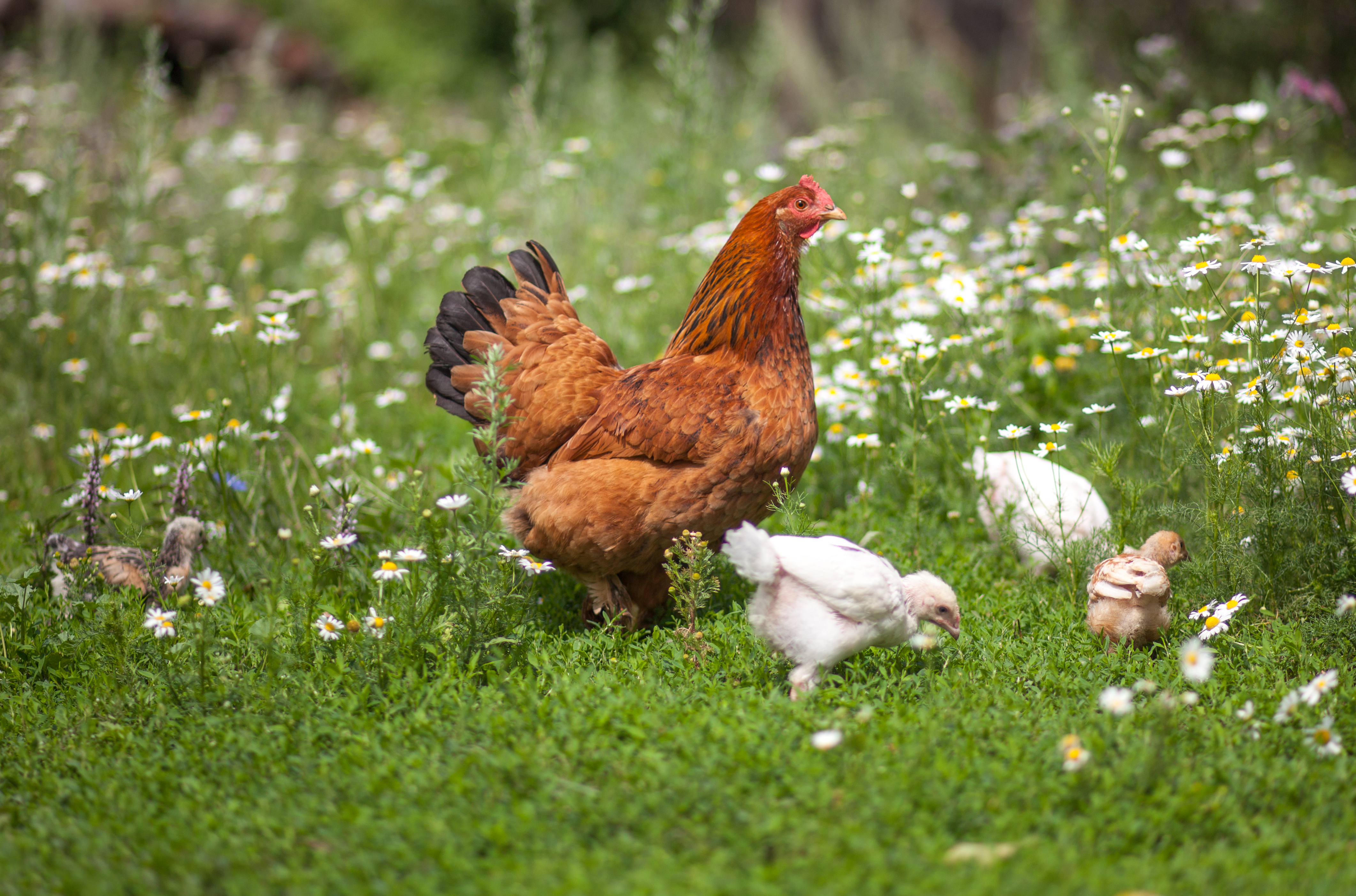 Vihari Farms — free-range poultry with chicks in their natural habitat