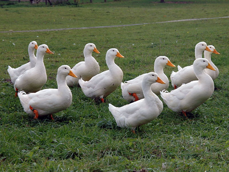 White Pekin Ducks