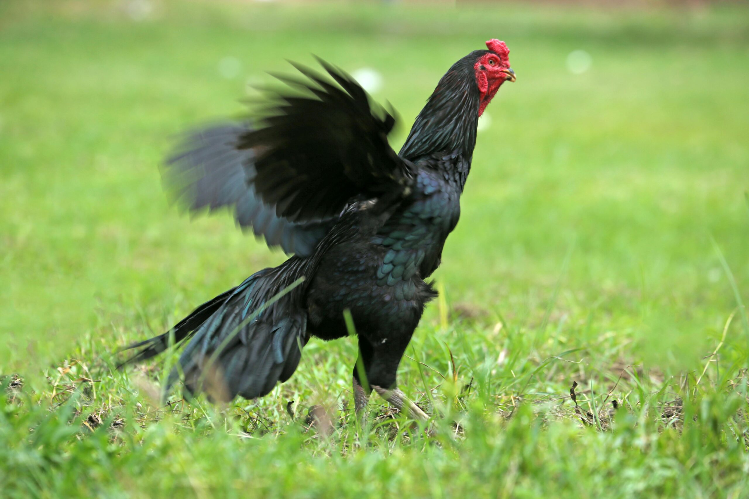 Country Rooster — image 1