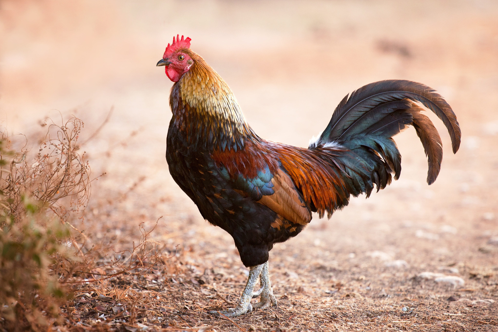 Country Rooster Kodi Punju - Free-range country chicken at Vihari Farms Hyderabad