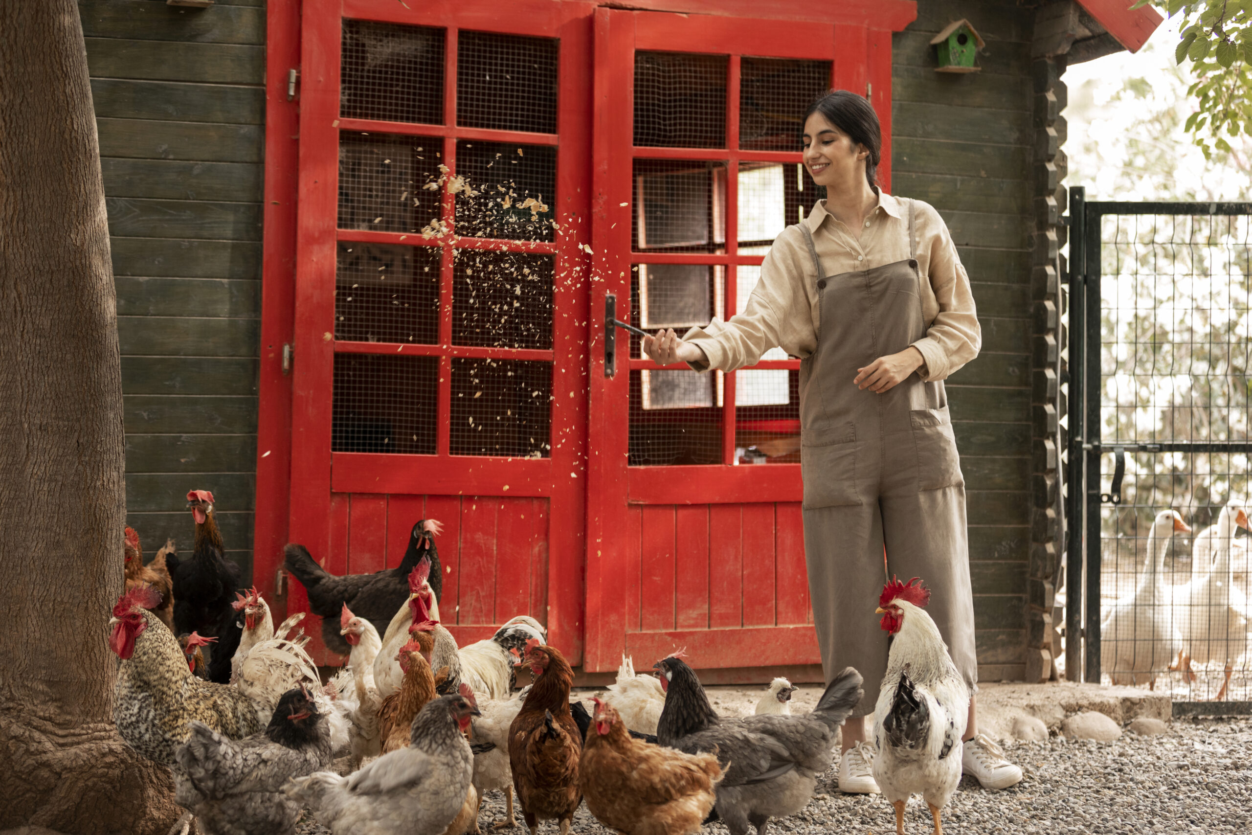 Lady feeding chickens at Vihari Farms