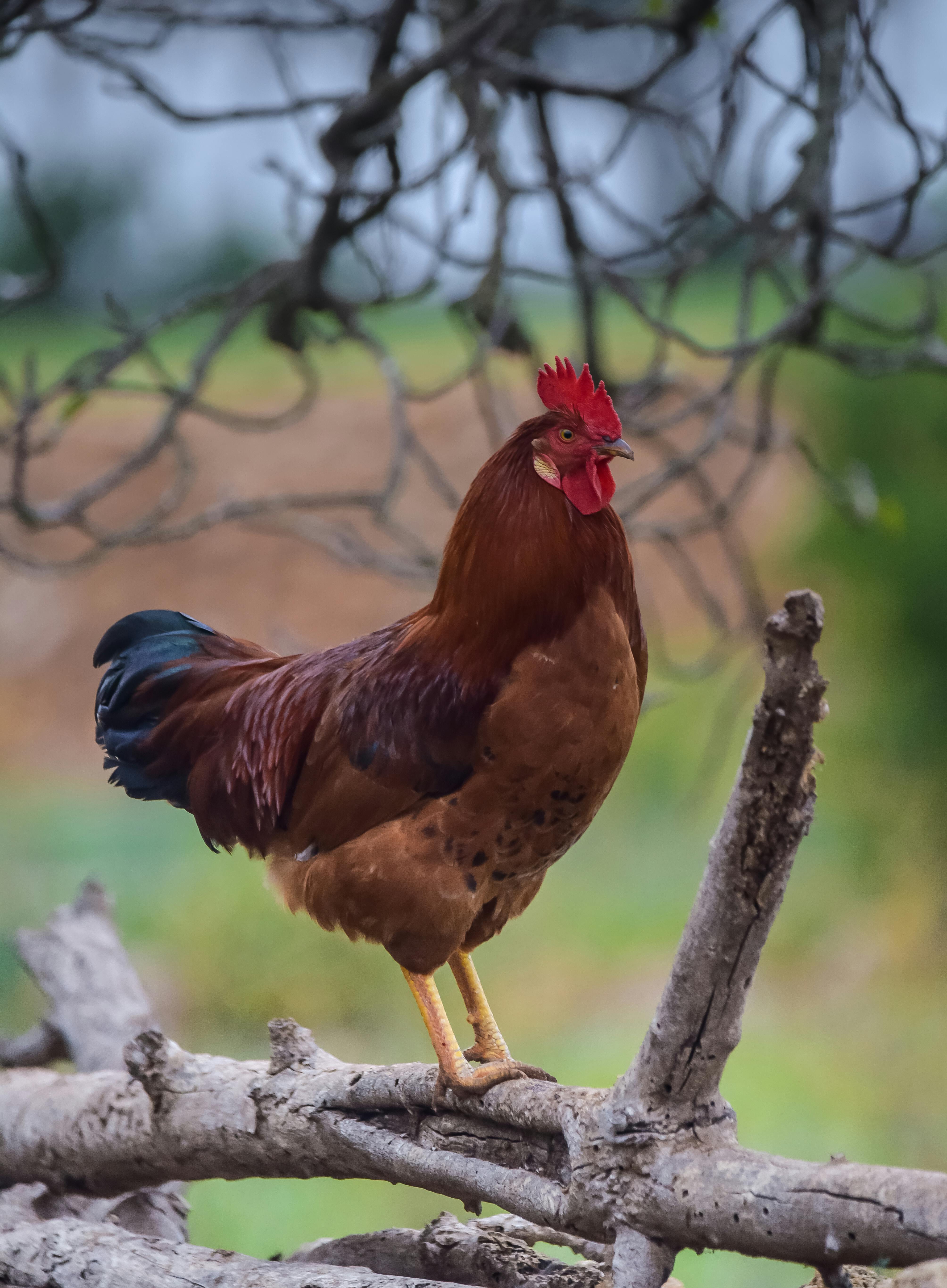Country Chicken - Natu Kodi